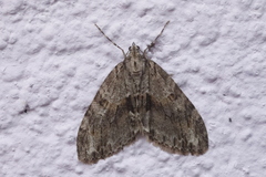 Trichopteryx polycommata