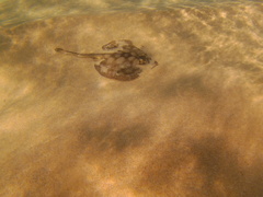 Urobatis concentricus