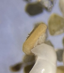 Glomospira gordialis