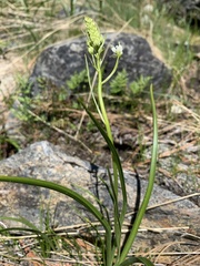 Toxicoscordion venenosum venenosum