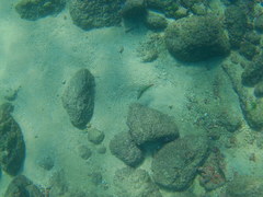 Halichoeres chierchiae