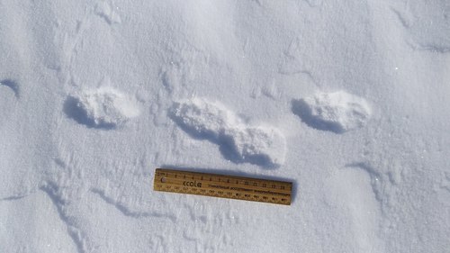 Eurasian Pine Marten