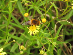 Palpada ruficeps