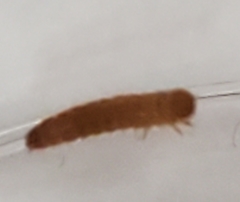 Alphitobius diaperinus