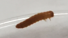 Alphitobius diaperinus