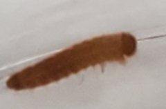 Alphitobius diaperinus