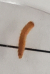 Alphitobius diaperinus