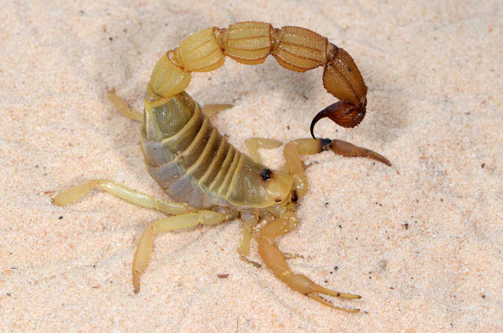 Stridulating Thicktail Scorpions and Allies