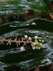 Maianthemum scilloideum