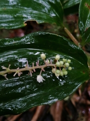 Maianthemum scilloideum
