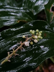 Maianthemum scilloideum