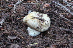 Boletus subalpinus