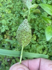 Puccinia vincae