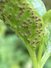 Puccinia vincae