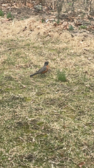Turdus migratorius
