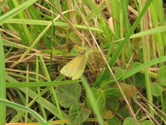 Colias dimera