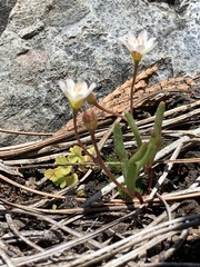 Lewisia triphylla