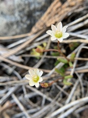 Lewisia triphylla