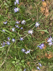 Scilla luciliae