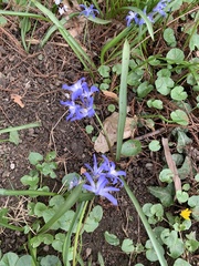 Scilla luciliae