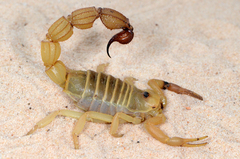 Parabuthus raudus