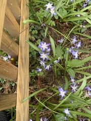 Scilla luciliae