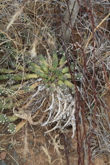 Euphorbia inermis