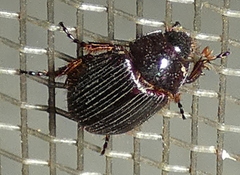 Hybosorinae