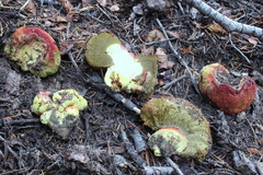 Gastroboletus vividus