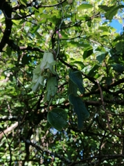 Passiflora membranacea