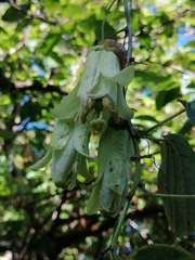 Passiflora membranacea
