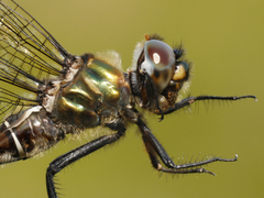 Somatochlora brevicincta