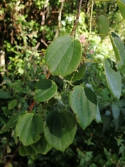 Passiflora membranacea