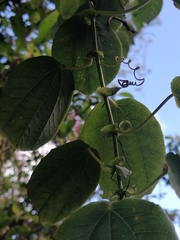 Passiflora membranacea
