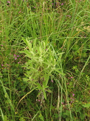 Pseudognaphalium elegans