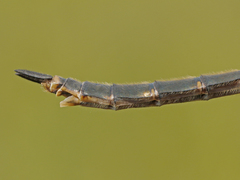 Somatochlora brevicincta