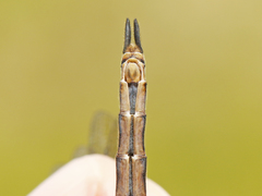 Somatochlora brevicincta