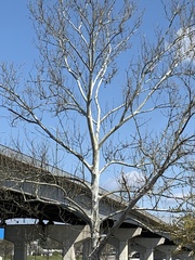 Platanus occidentalis