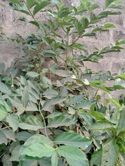Morinda lucida