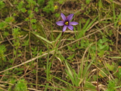 Sisyrinchium chilense