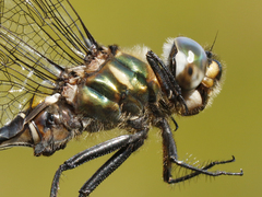 Somatochlora brevicincta