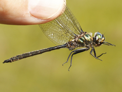 Somatochlora brevicincta