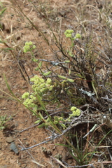 Crassula mesembryanthoides mesembryanthoides