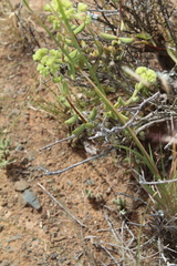 Crassula mesembryanthoides mesembryanthoides