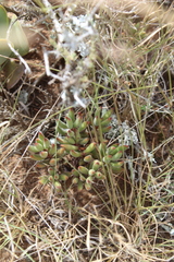 Crassula mesembryanthoides mesembryanthoides