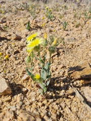 Malacothrix coulteri