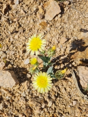 Malacothrix coulteri