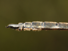 Somatochlora brevicincta