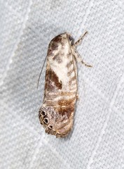 Eupselia carpocapsella