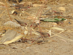 Estrilda troglodytes